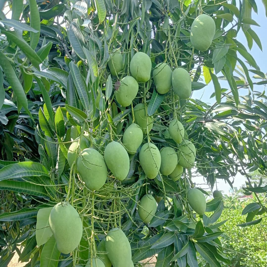Mangga Indramayu dan jenis mangga yang cocok untuk manisan
